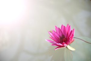 Recommended Lotus365 Download Link App Review 2027: Bonus, App, Withdrawal Tested
